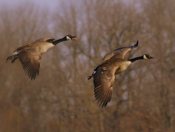 Early morning sun on Geese in flight